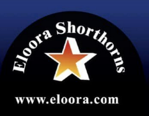 Eloora Shorthorns - Dubbo Showgrounds
